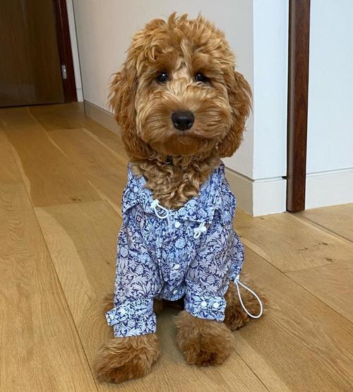 goldendoodle raincoat